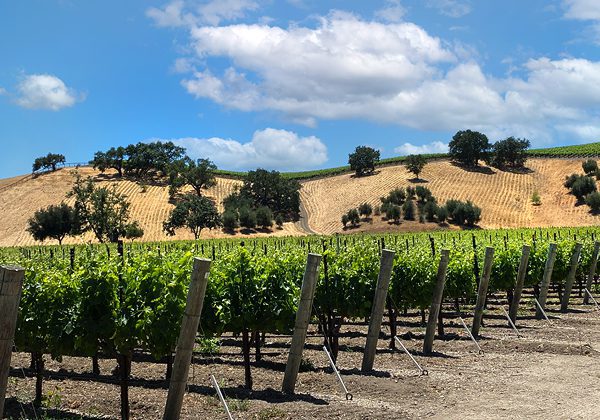Los Olivos wine-tasting weekend  drive